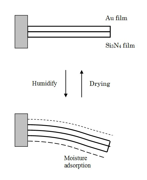 水蒸気吸着によるカンチレバーの変形