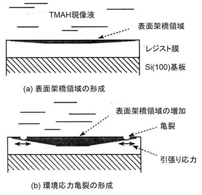 レジスト膜表面の環境応力亀裂の発生モデル