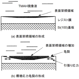 レジスト膜表面の環境応力亀裂の発生モデル