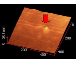 マイカ上の微小液滴のＡＦＭ像