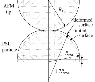 PSL粒子の接触による弾性変形